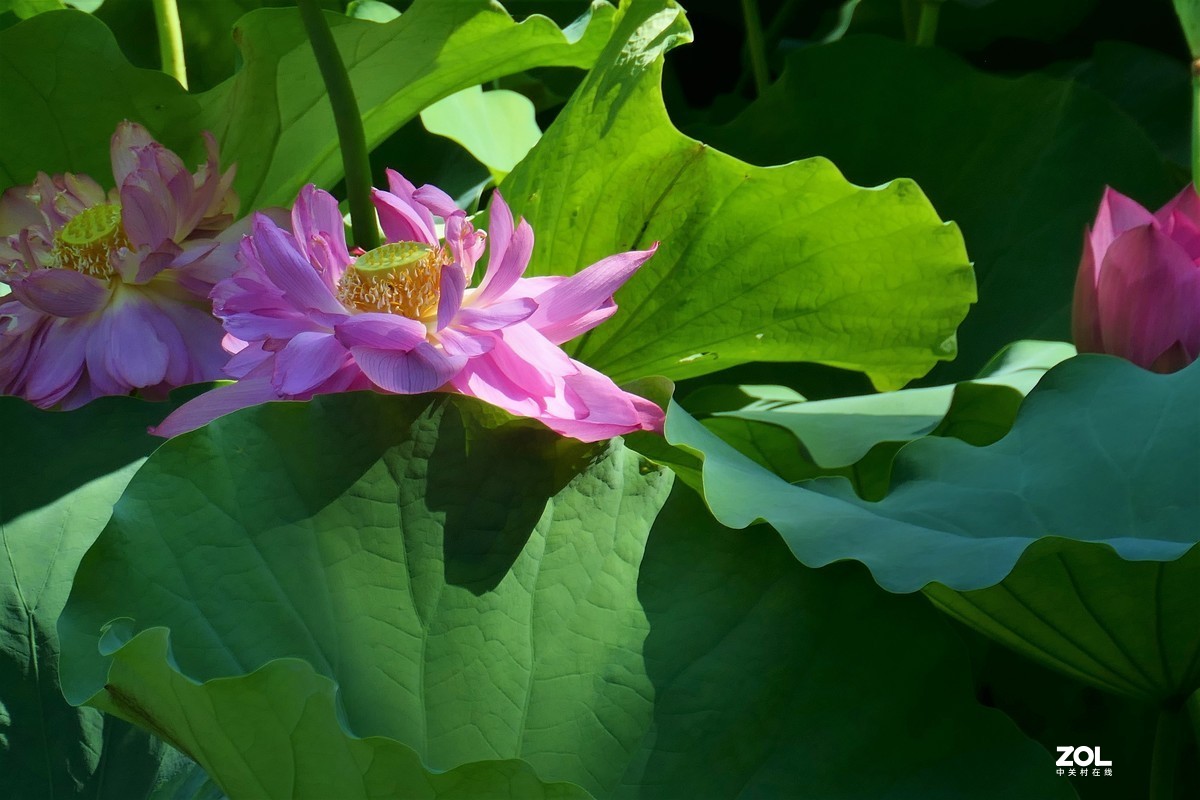 【夏荷】——摄于上海天山公园