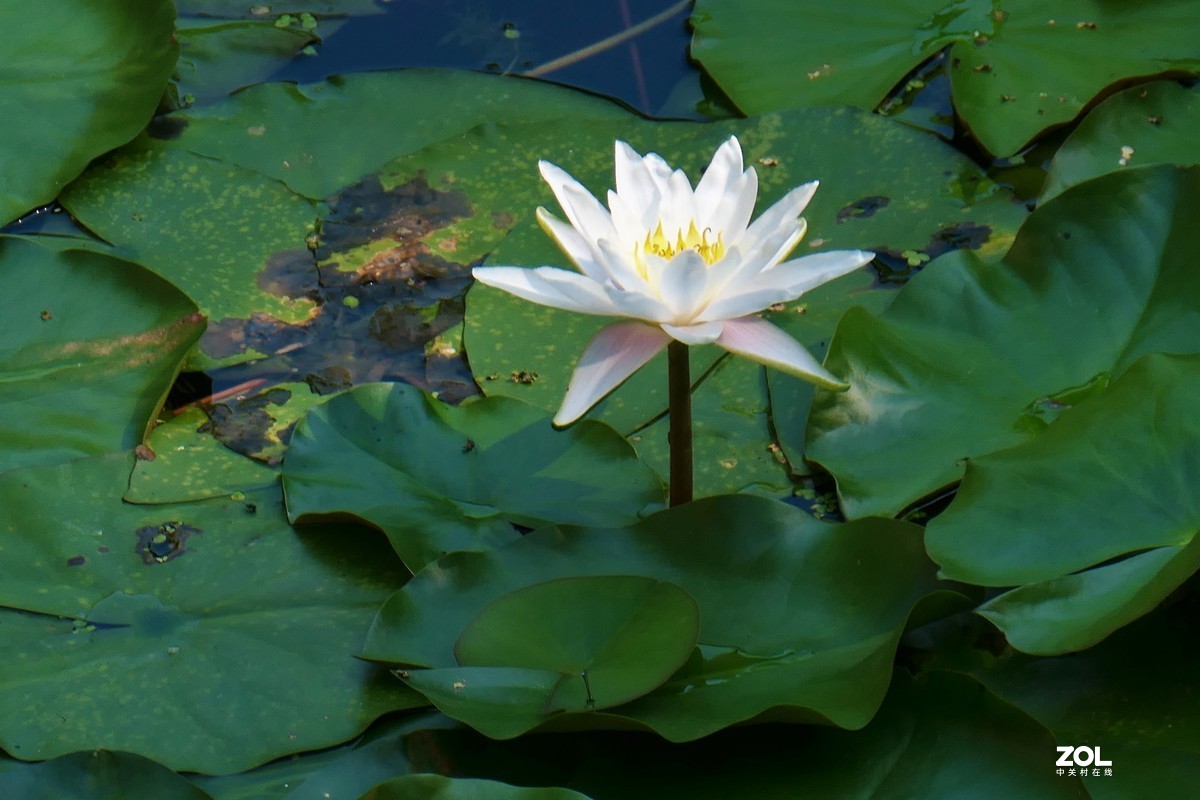 【夏荷】——摄于上海天山公园