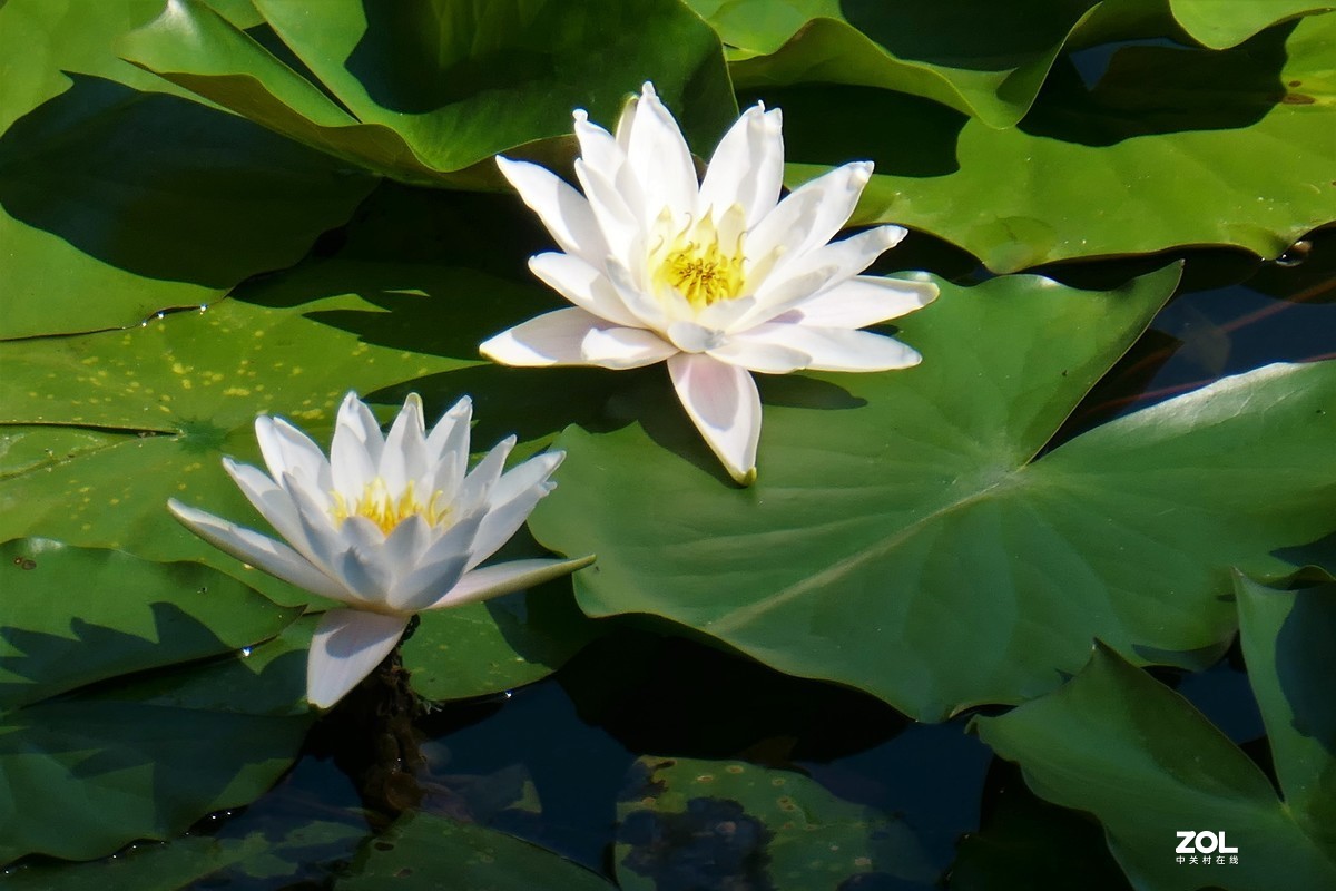 【夏荷】——摄于上海天山公园