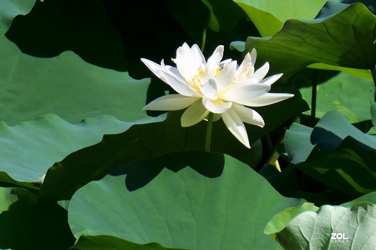 【夏荷】——摄于上海天山公园