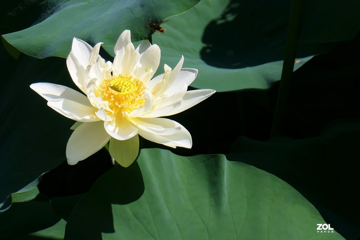 【夏荷】——摄于上海天山公园