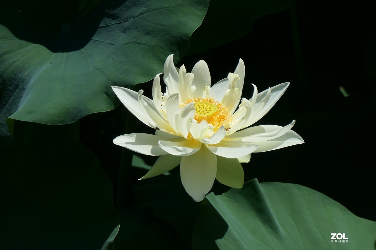 【夏荷】——摄于上海天山公园