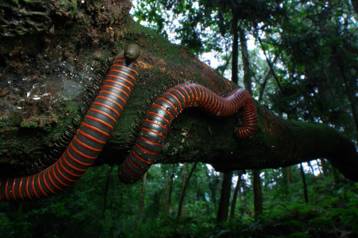 马陆·最大的千足虫