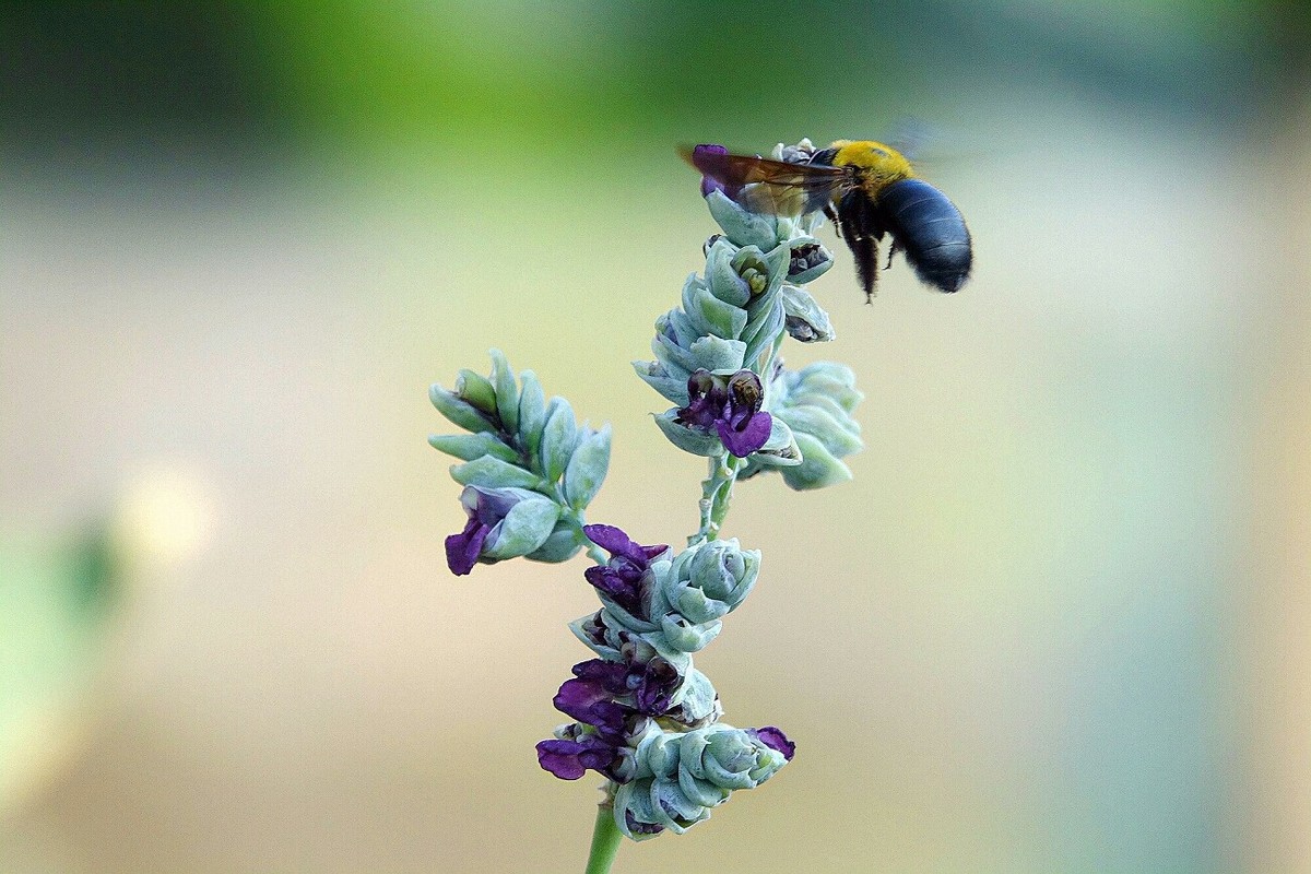 野蜂与花 ~