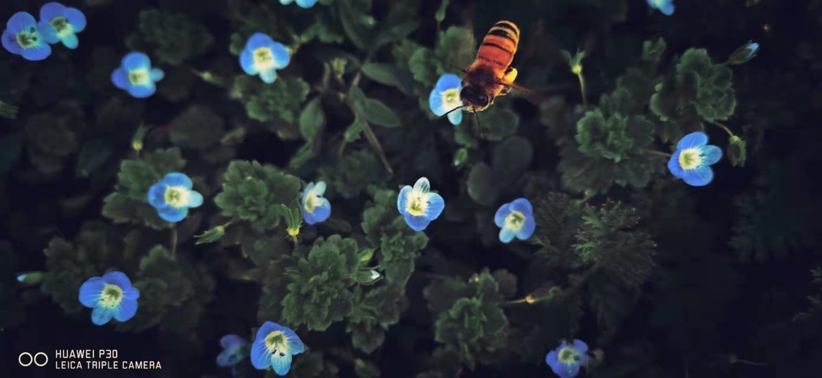 身边的一草一木