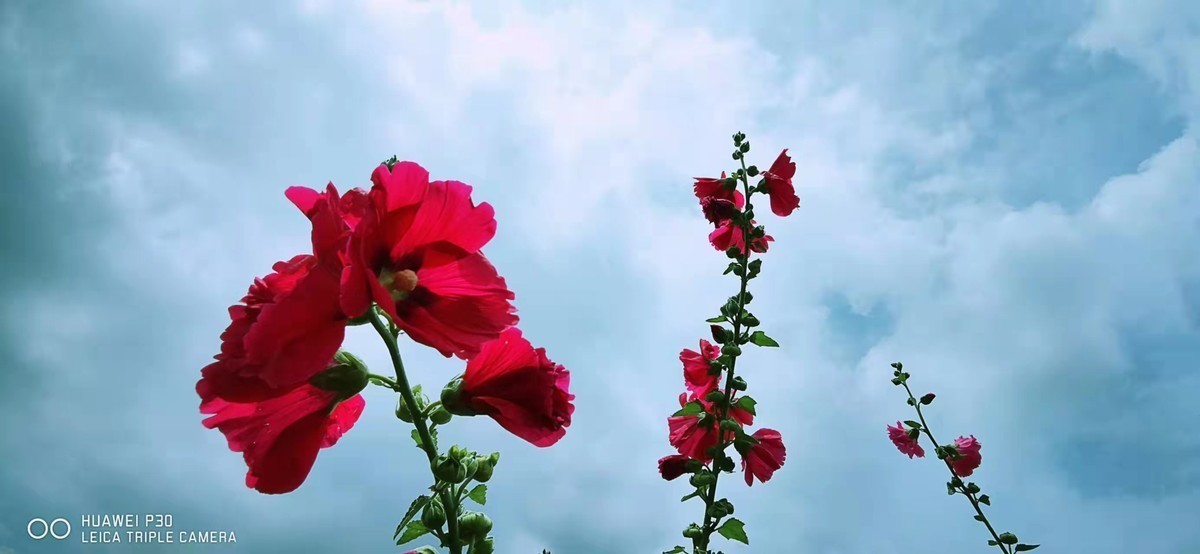 身边的一草一木