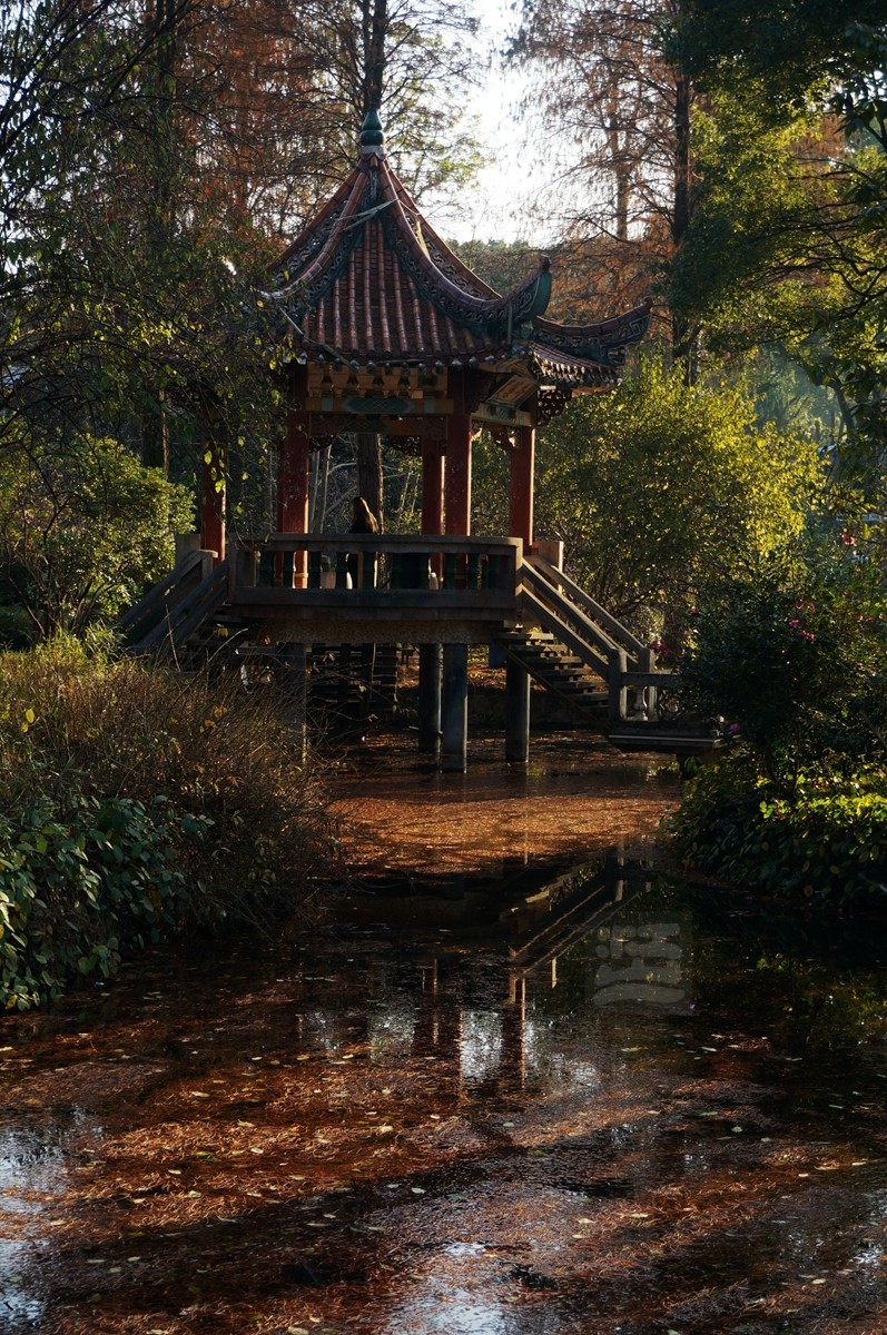 冬园草木最关情——武汉随笔