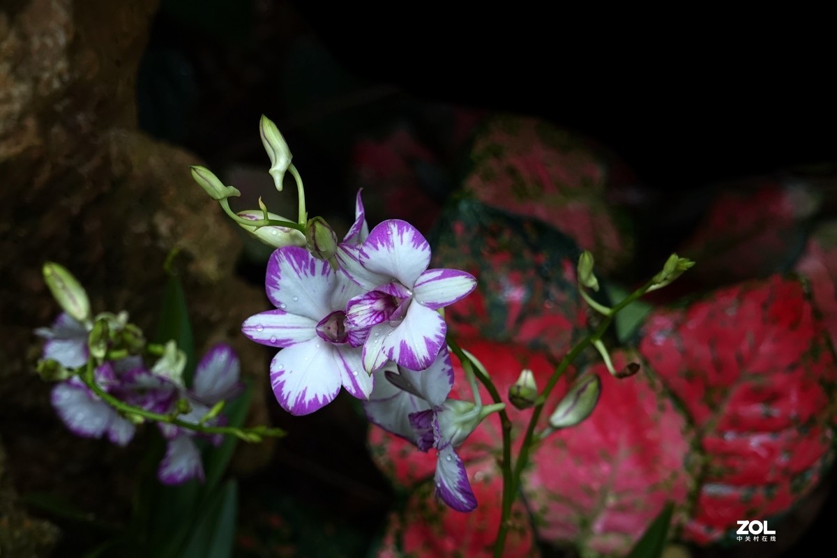 花卉隨拍3872020年華南植物園蘭花展8