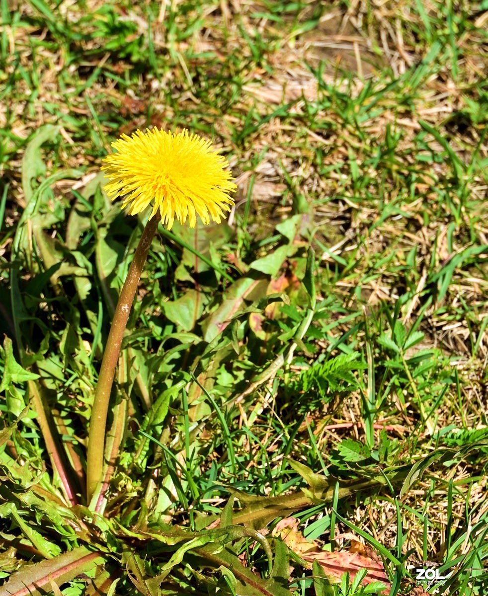 夏日的云顶滑雪场风光