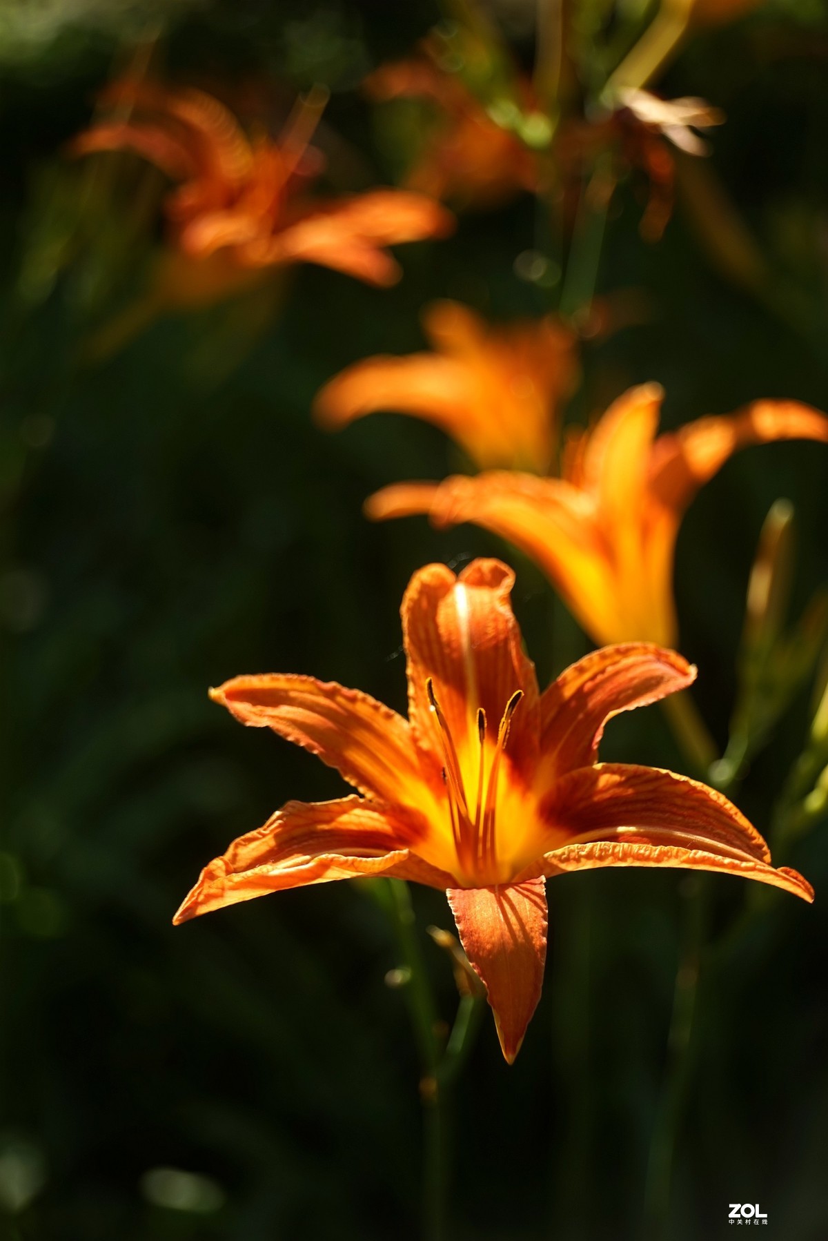 色彩炫丽的大花萱草