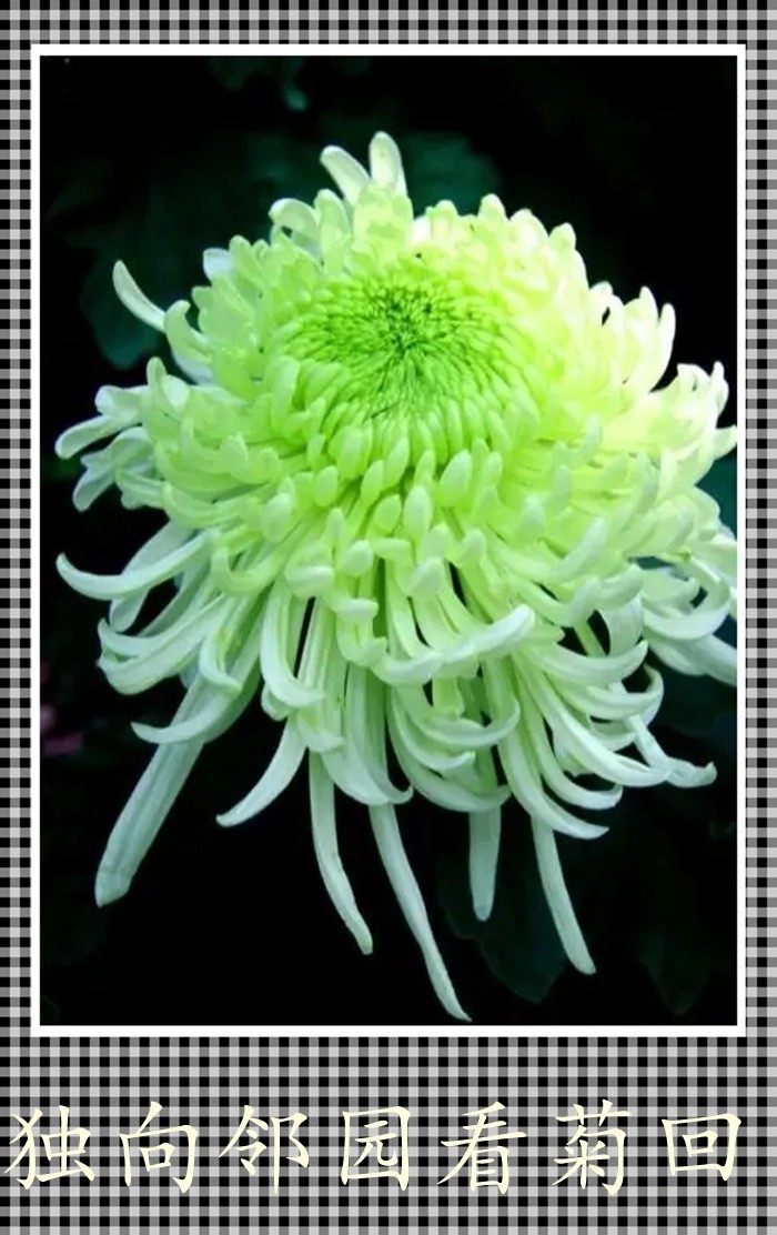 独向邻回看菊回