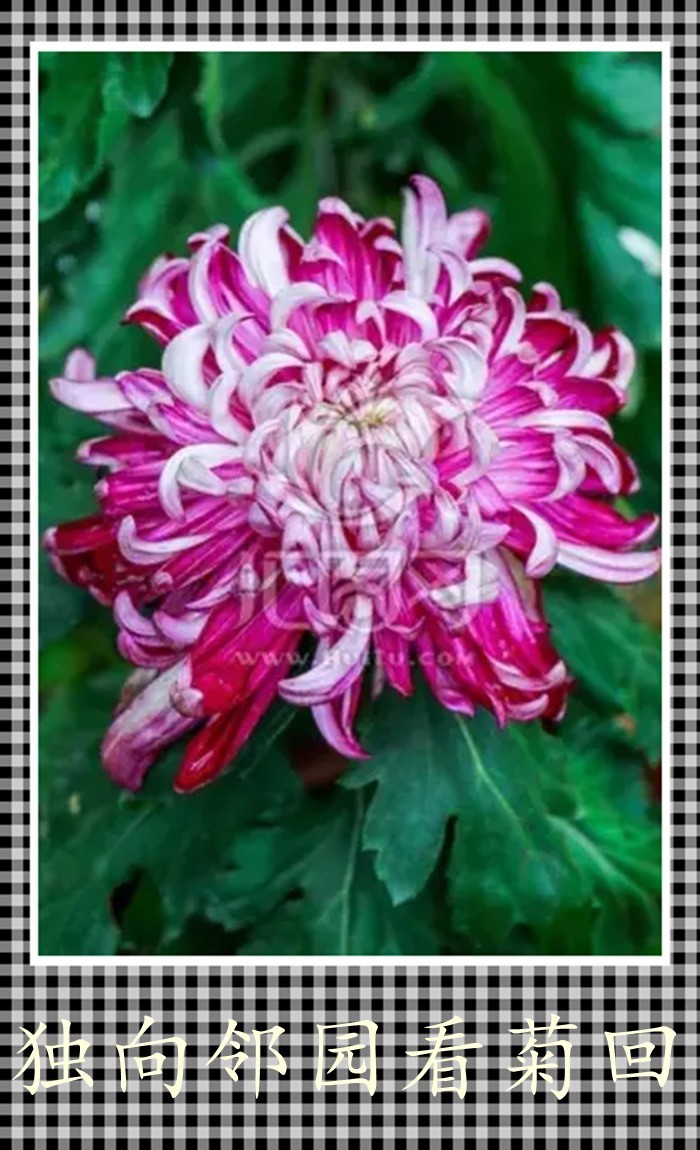 独向邻回看菊回