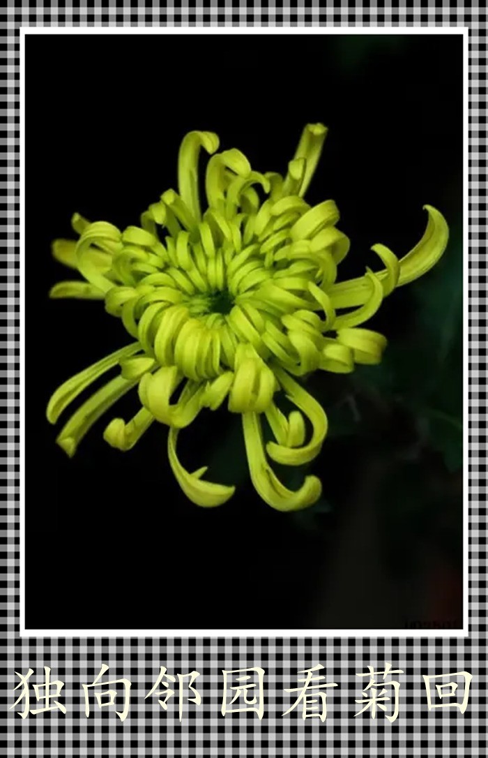 独向邻回看菊回