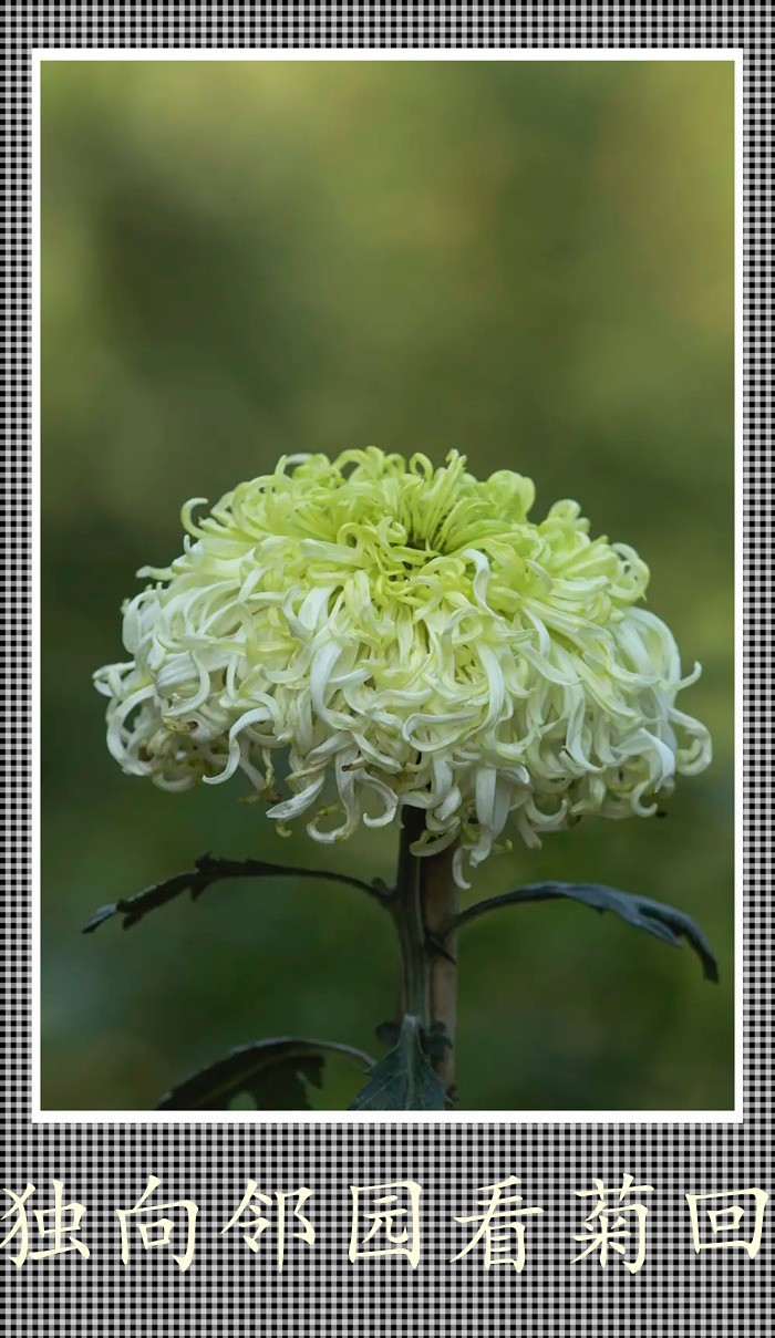 独向邻回看菊回