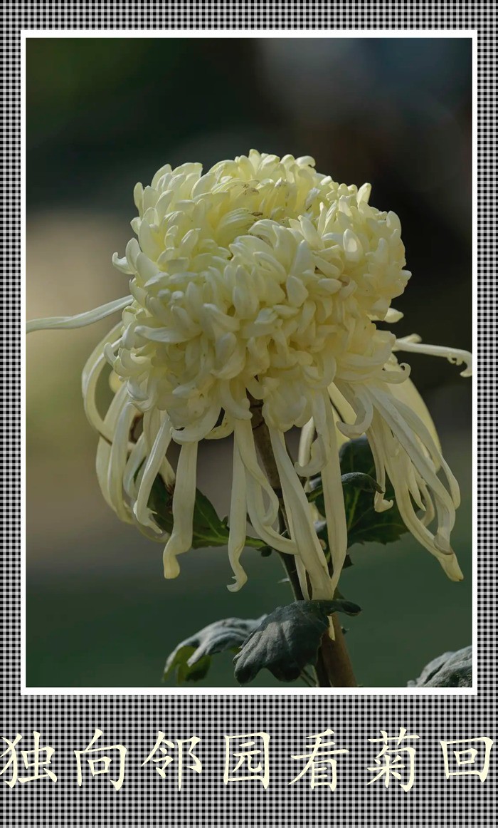 独向邻回看菊回