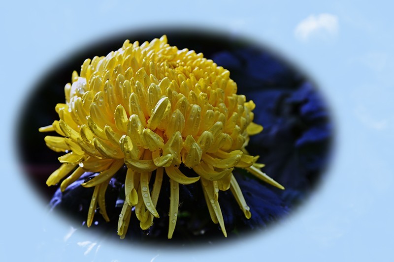 2021，上海森林公园菊花随拍