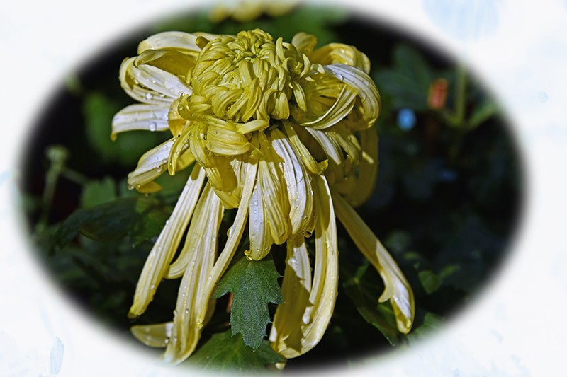 2021，上海森林公园菊花随拍