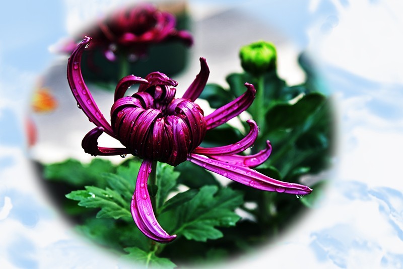 2021，上海森林公园菊花随拍