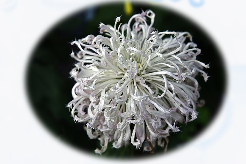 2021，上海森林公园菊花随拍