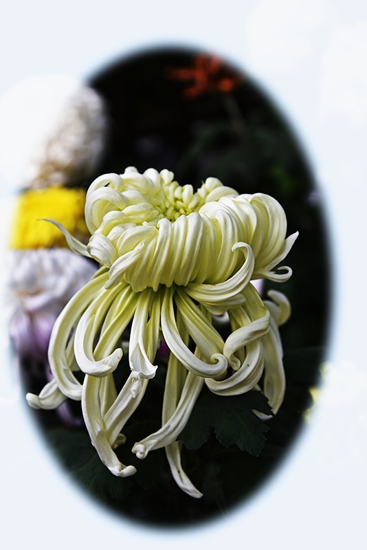 2021，上海森林公园菊花随拍