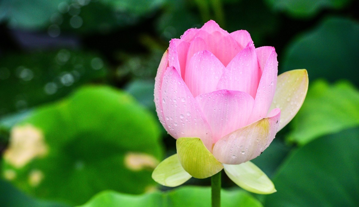 雨后荷花满园香