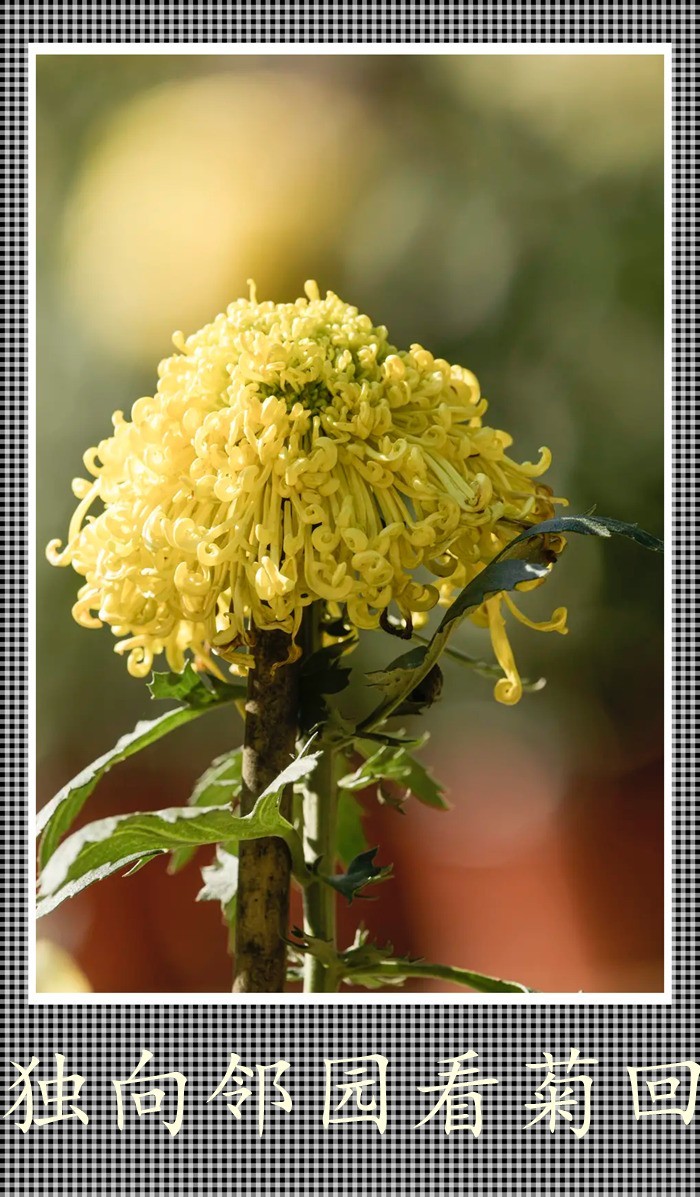 独向邻回看菊回