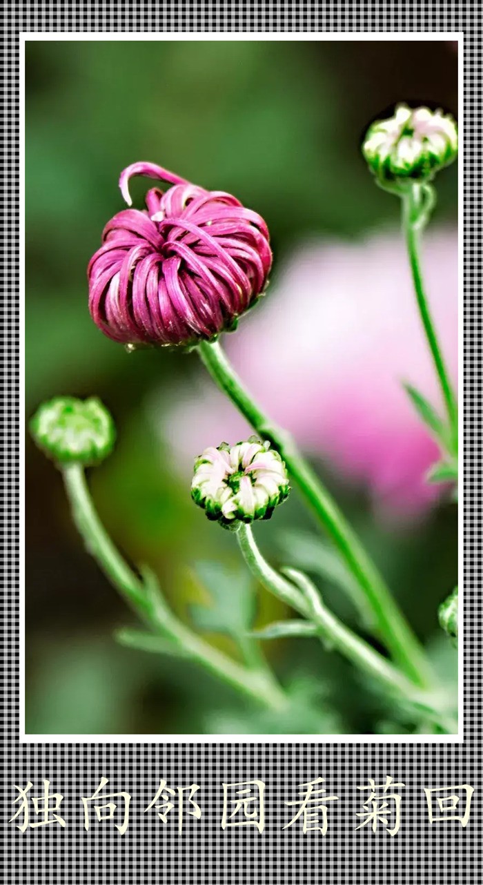 独向邻回看菊回