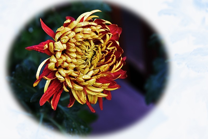 2021，上海森林公园菊花随拍