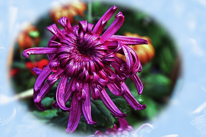 2021，上海森林公园菊花随拍