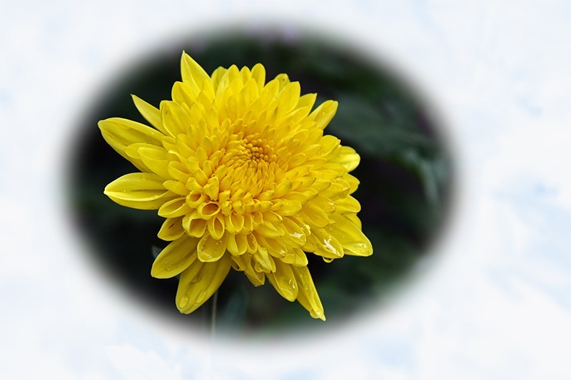 2021，上海森林公园菊花随拍