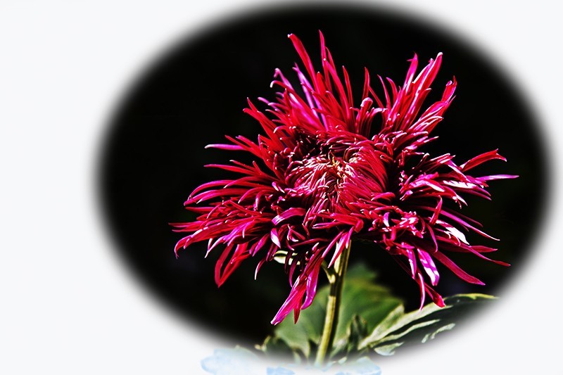 2021，上海森林公园菊花随拍