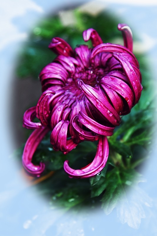 2021，上海森林公园菊花随拍