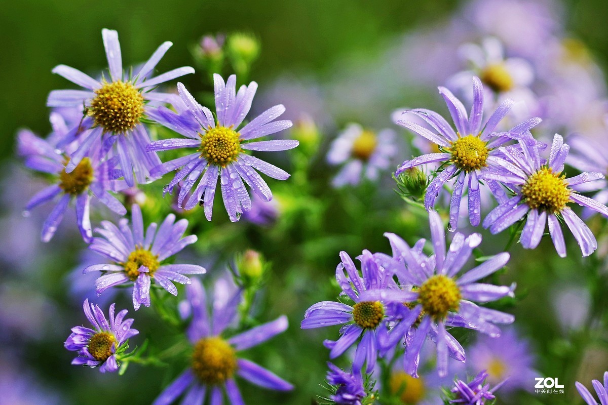 野山菊花