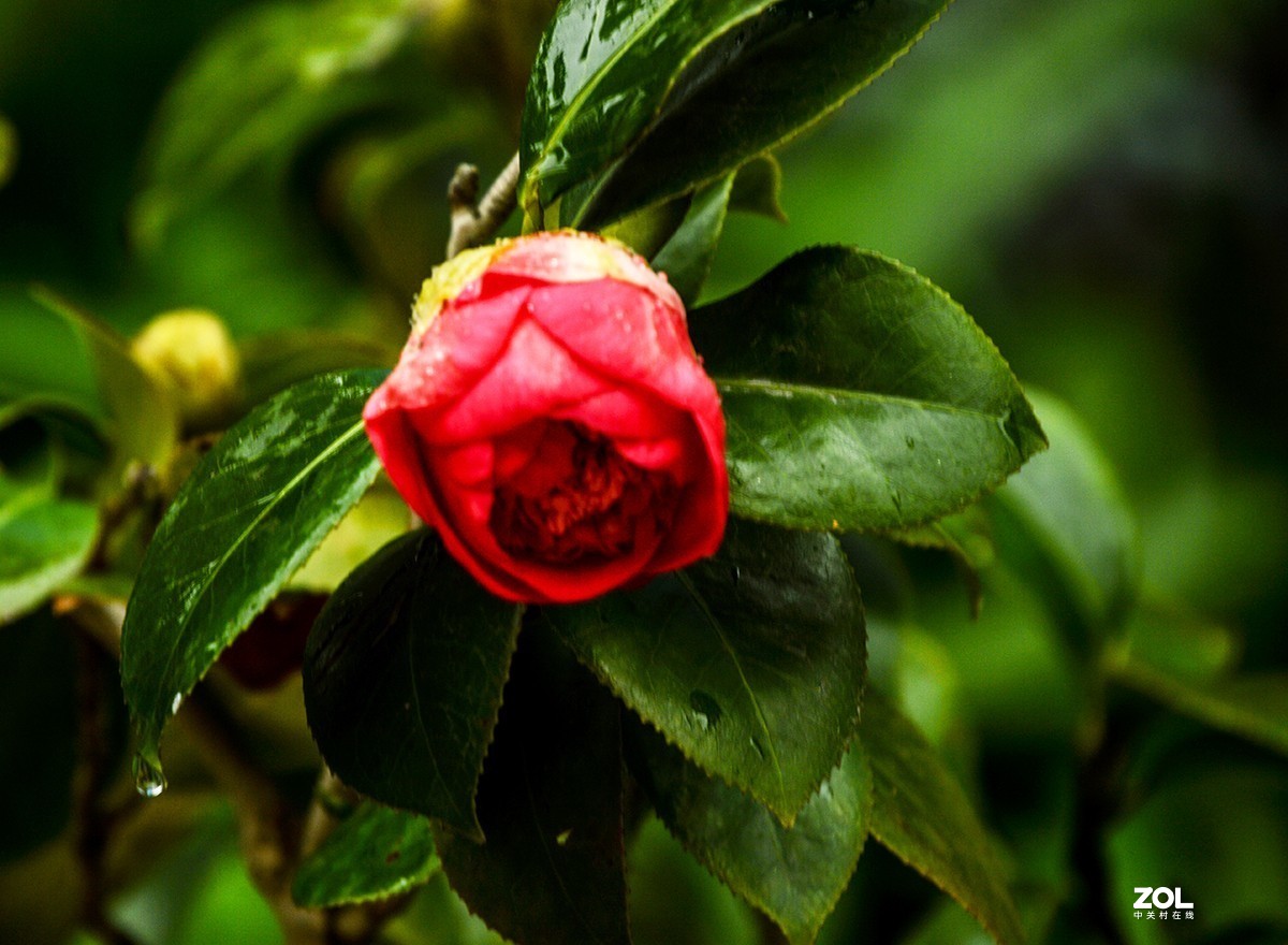 《雨后茶花》