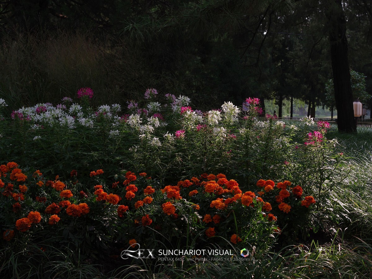 宾得33-55mm F4.5试拍