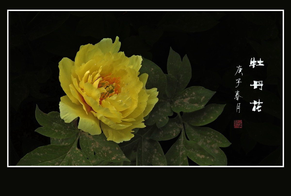 大富大贵的金色牡丹花