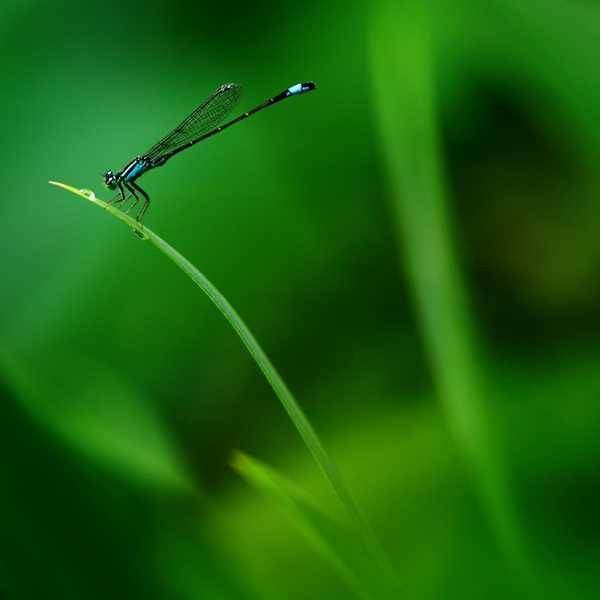 #微中有你#带翅的精灵