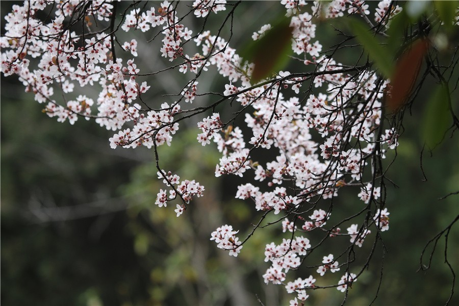 西苑公园百花开大姐大妈笑开颜