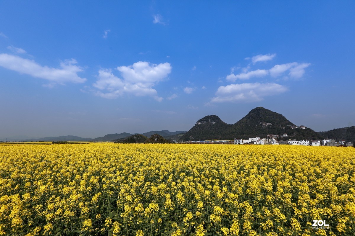 罗平油菜花 （续）。
