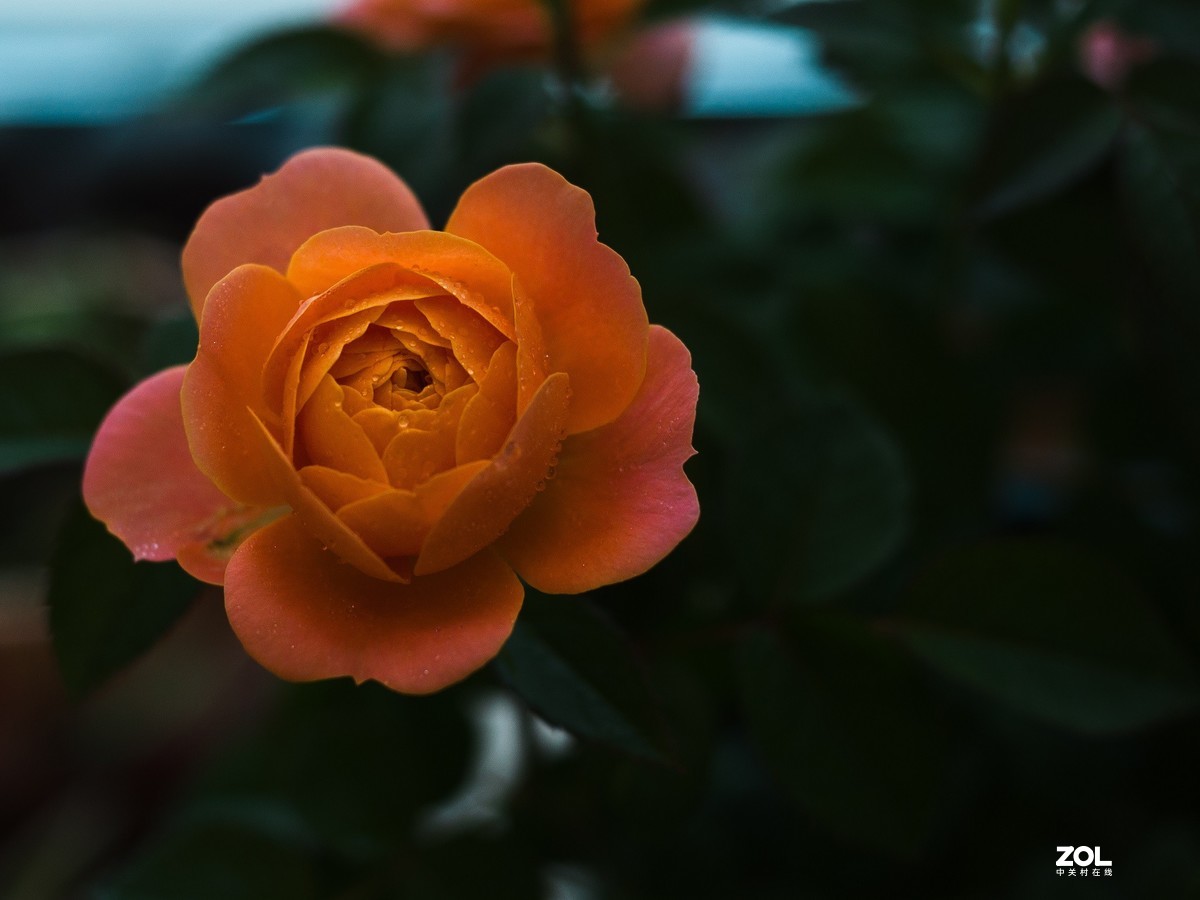D90拍月季花