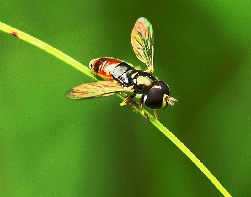 #微中有你#带翅的精灵