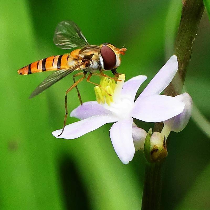 #微中有你#带翅的精灵