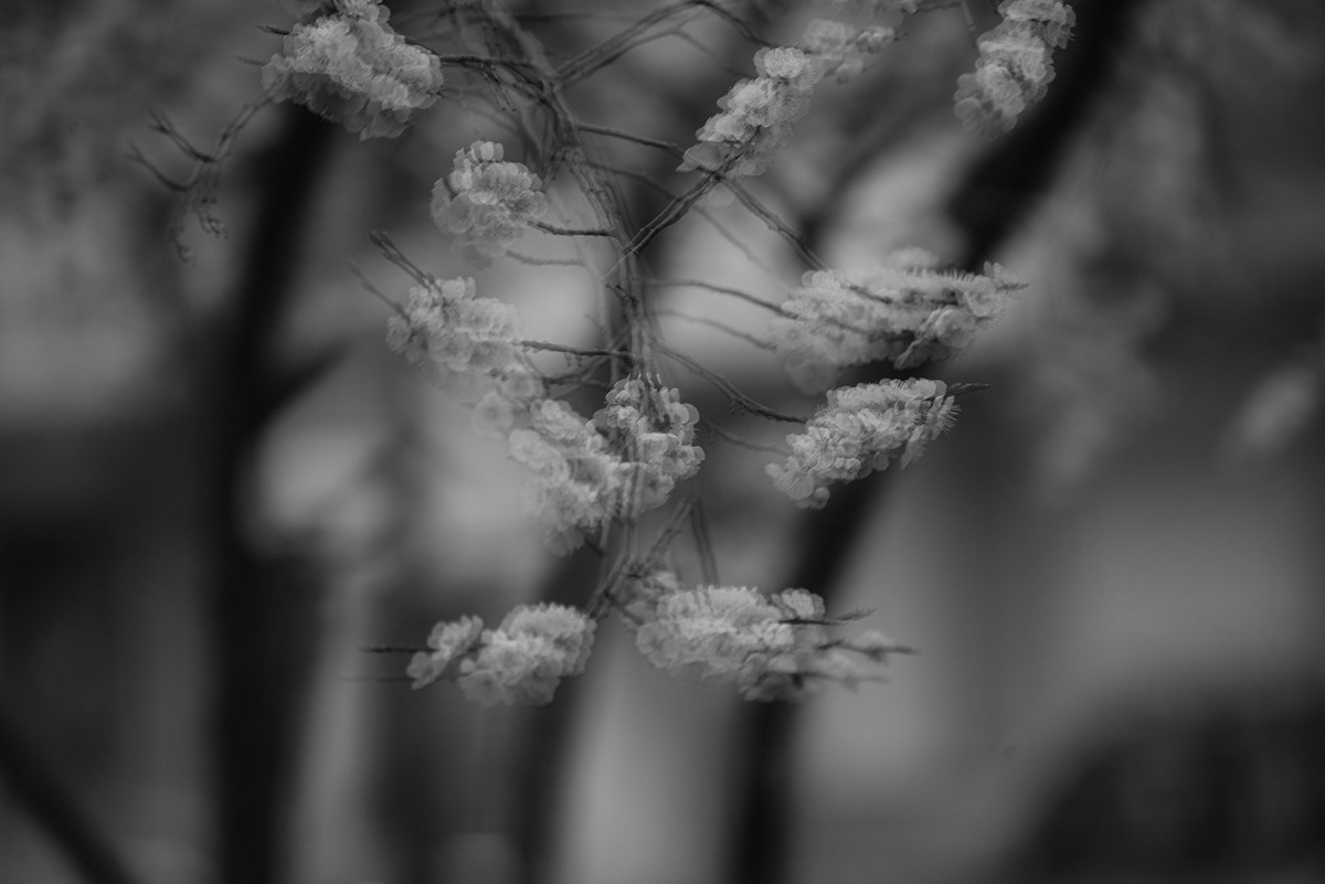 多重曝光拍杏花