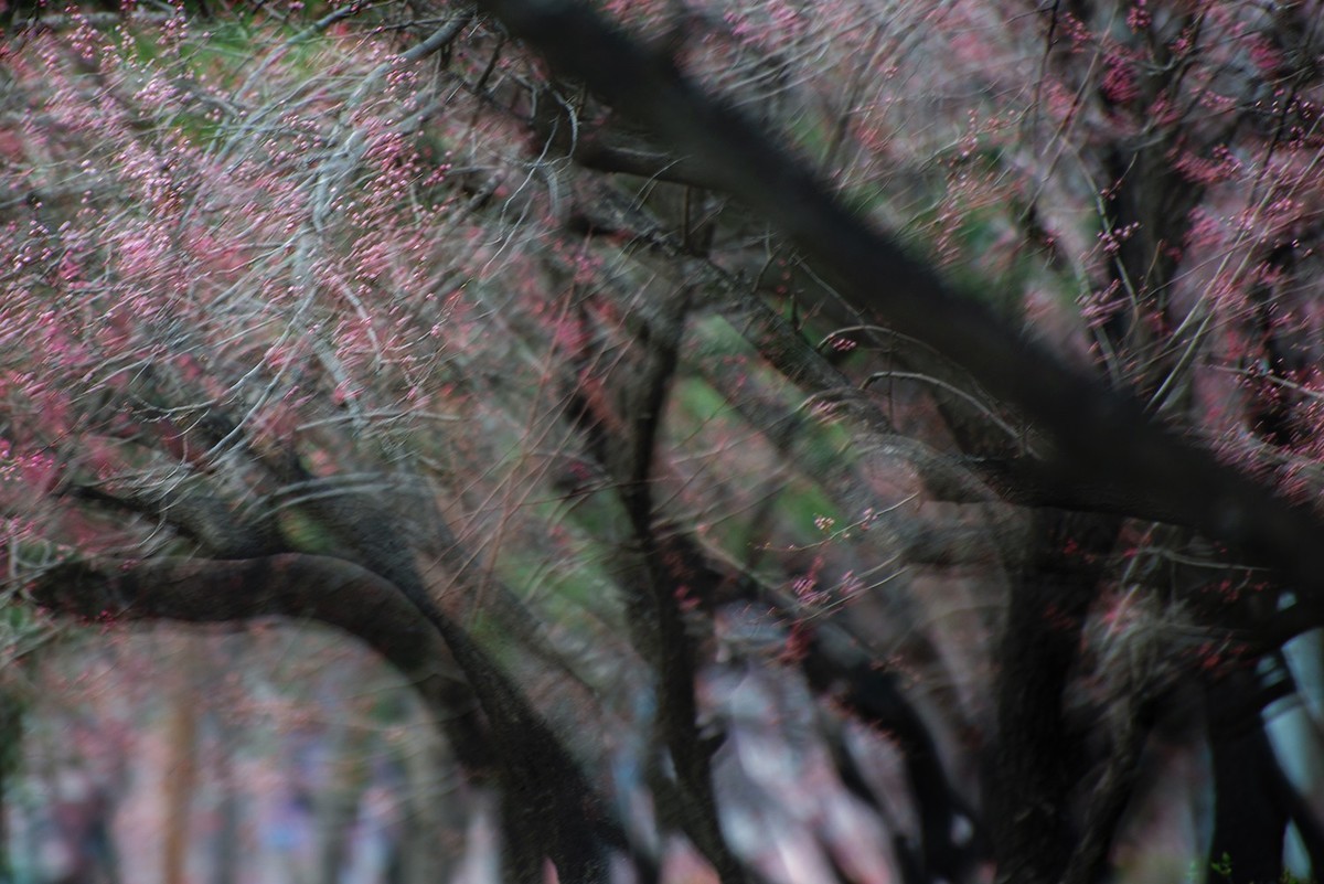 多重曝光拍杏花