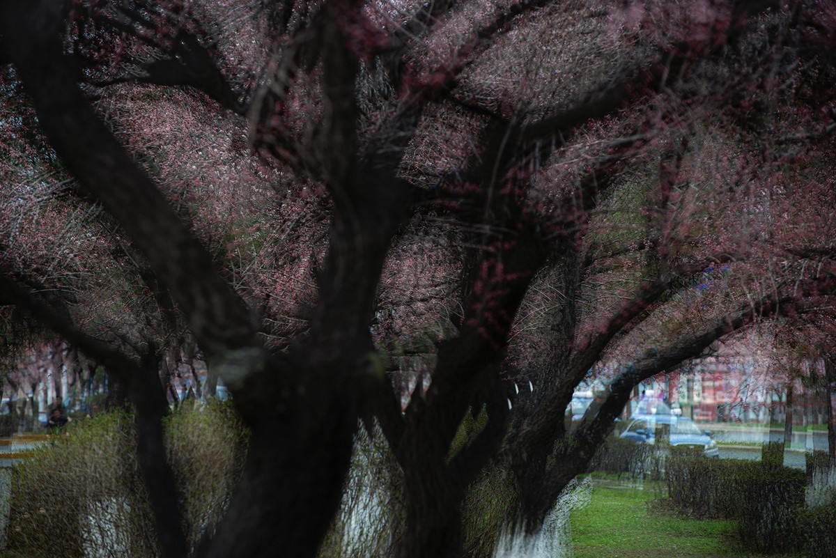 多重曝光拍杏花