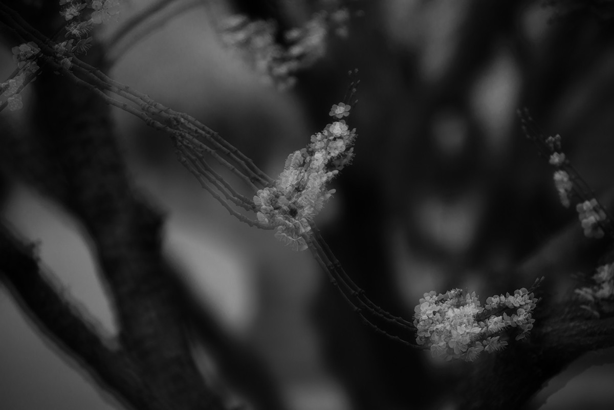 多重曝光拍杏花