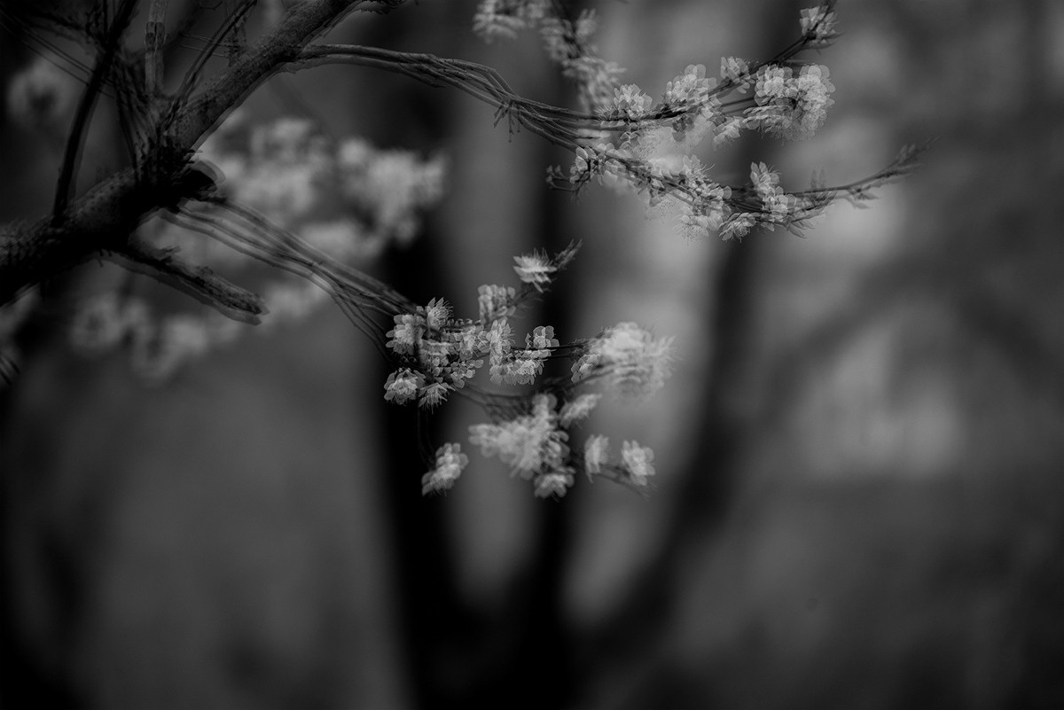 多重曝光拍杏花