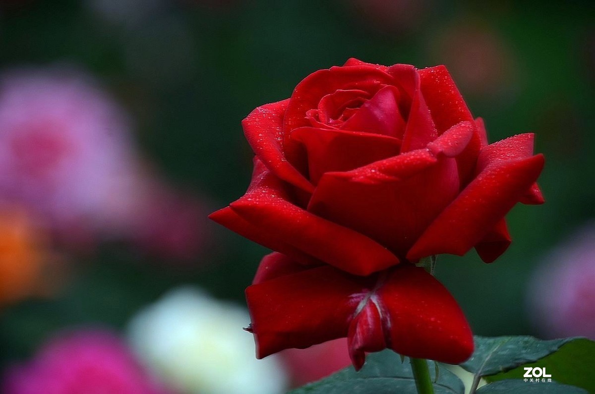 红 月 季 花 -------。。