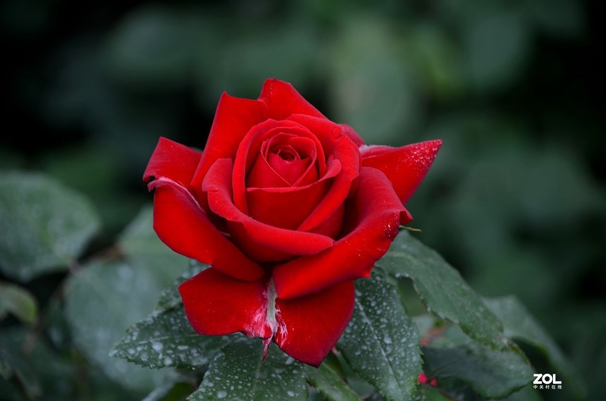 红 月 季 花 -------。。