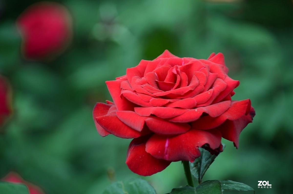 红 月 季 花 -------。。